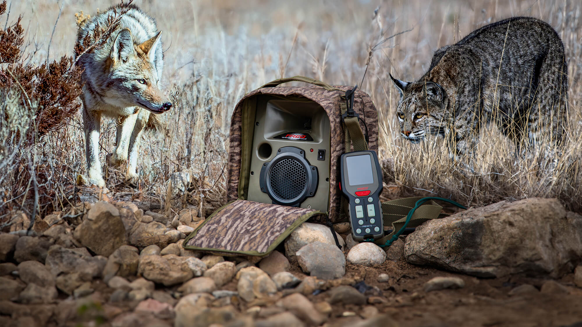 A coyote approaches from the left and a bobcat from the right, both drawn toward the FREQ ultrasonic game call set on rocky desert ground at dawn.