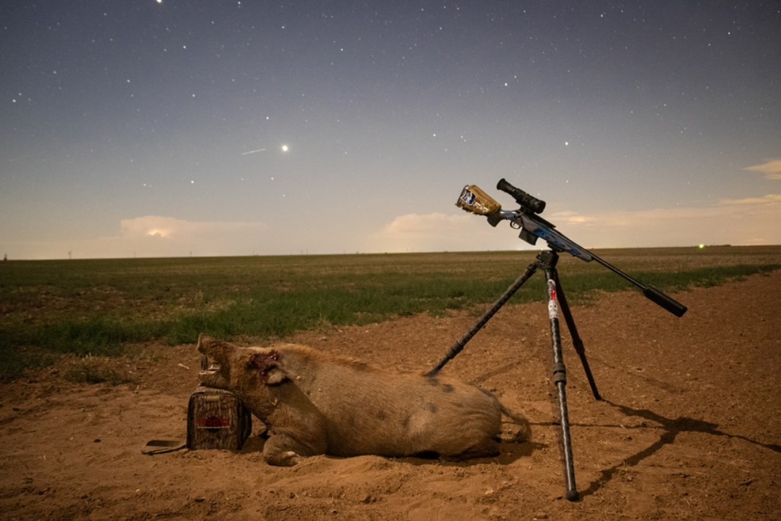Wild hog and rifle under a starry West Texas sky, FREQ caller bag in frame